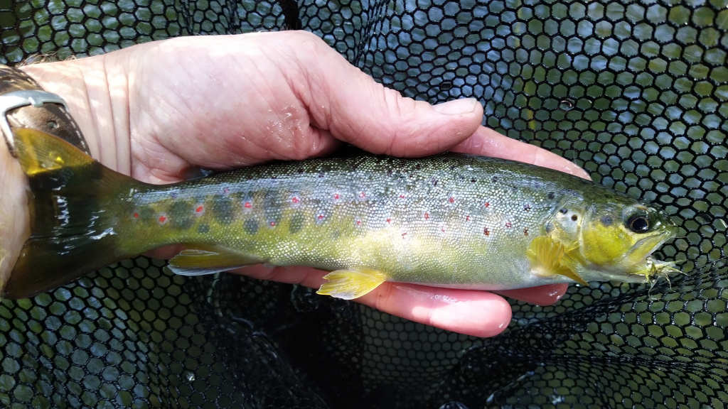 Photo of chubby little trout